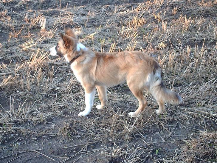 Blanding af racer django billede 13