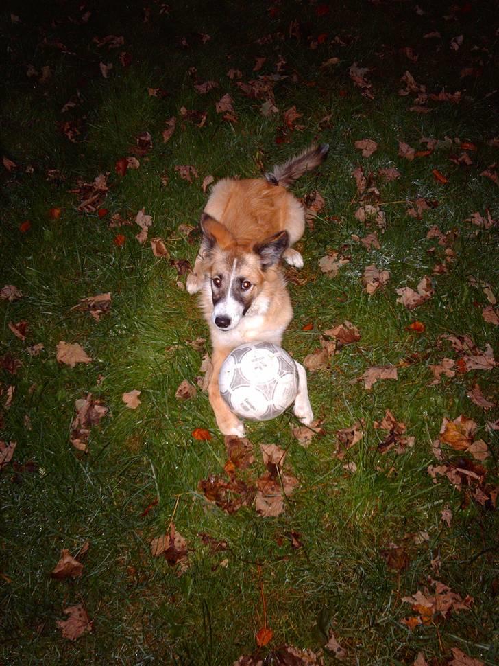 Blanding af racer django billede 14