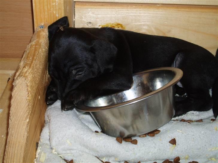 Blanding af racer Nico - Livet er, til tider, hårdt :-) billede 9