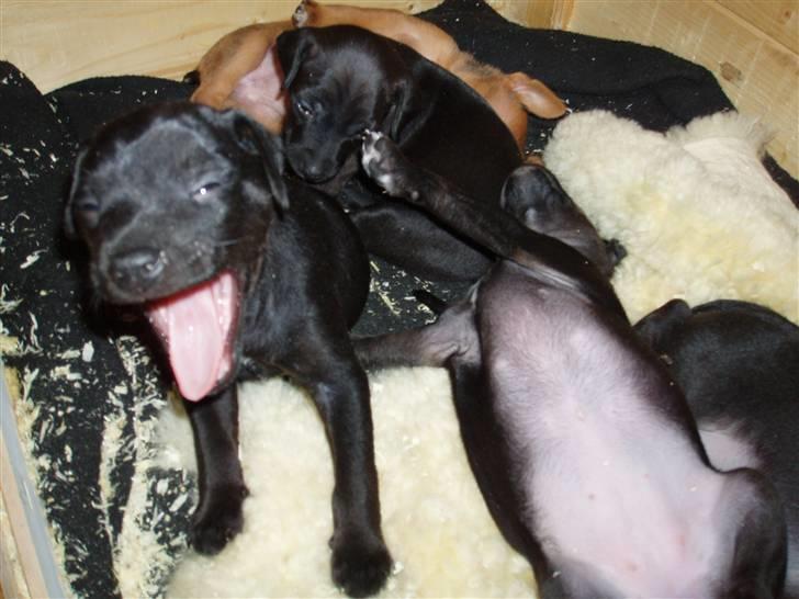 Blanding af racer Nico - GAB!! billede 10