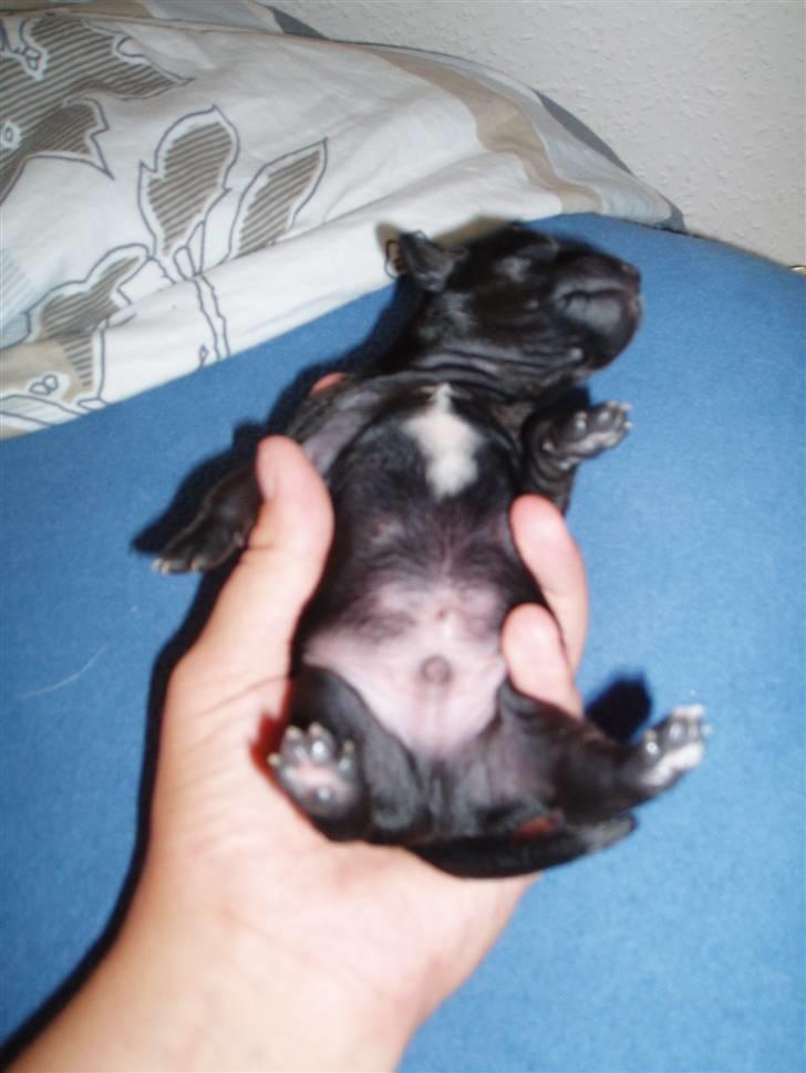 Blanding af racer Nico - Helt ny og fin  billede 11