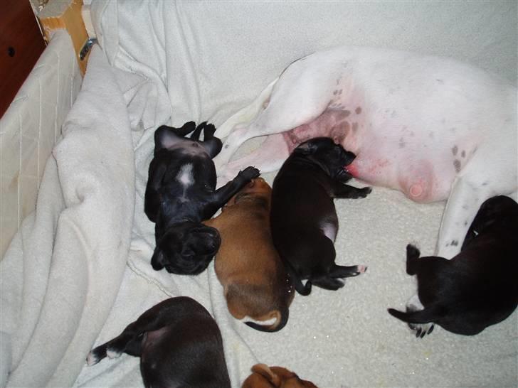 Blanding af racer Nico - Det er ham der ligger på ryggen :-) billede 12