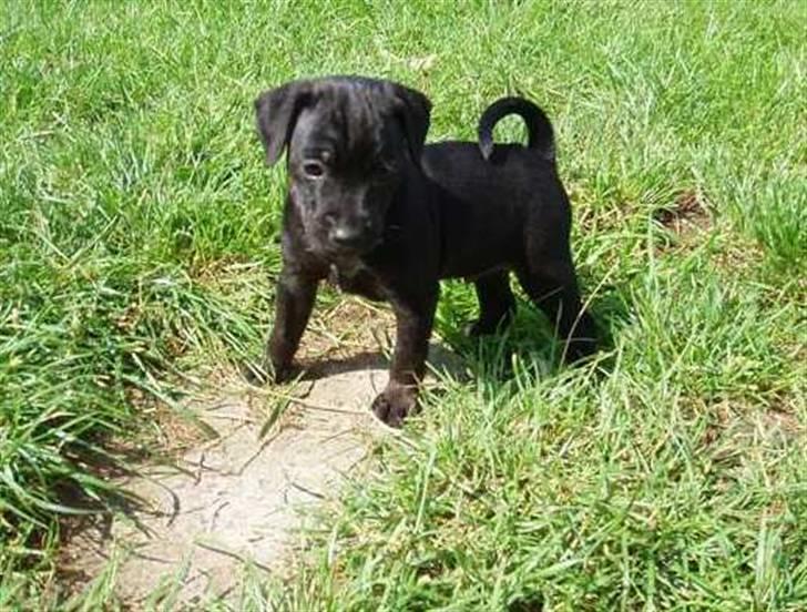 Blanding af racer Nico - En lille Nico på opdagelse i den store verden billede 13