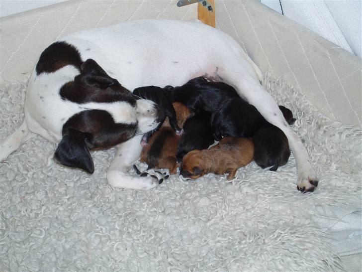 Blanding af racer Nico - Sammen med mor og søskende billede 14