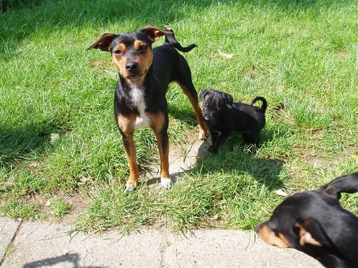 Blanding af racer Nico - Nico sammen med brormand billede 15