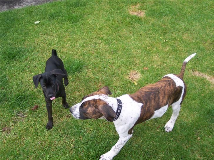 Blanding af racer Nico - Nico og hans gode ven Kenzo (25.09.07) billede 17