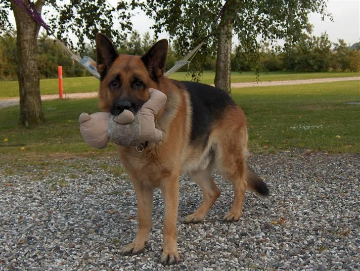 Schæferhund karats Diesel billede 10