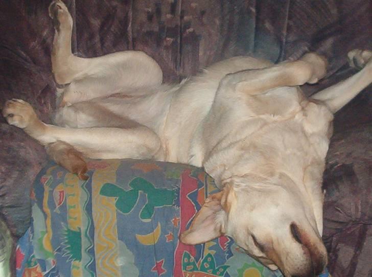 Blanding af racer Mischa - skønt at ligge og flade ud..hehe billede 6