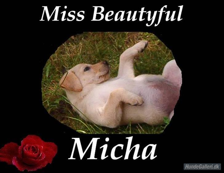 Blanding af racer Mischa - nyt billede den 29/12-07 billede 7