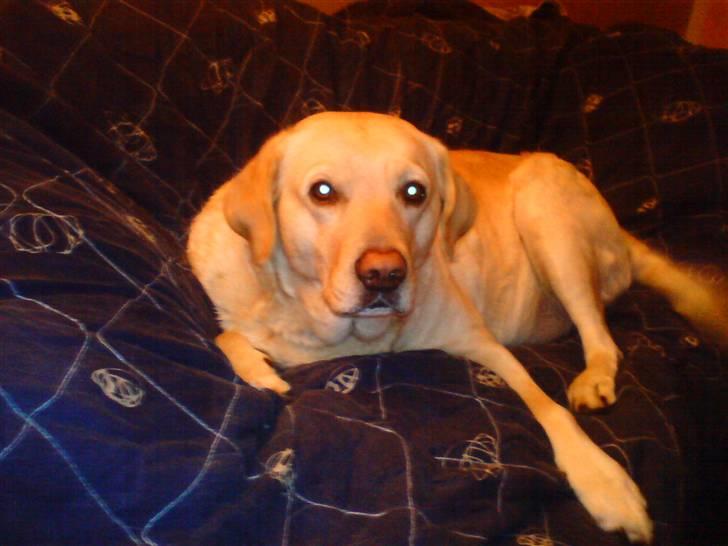 Blanding af racer Mischa - Taget på Mischas 3 årige fødselsdag den 25 april. ;0) billede 8