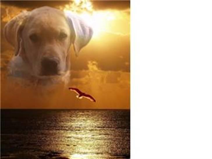 Blanding af racer Mischa - umm jeg elsker at svømme rundt ude i havet. ;o) billede 9