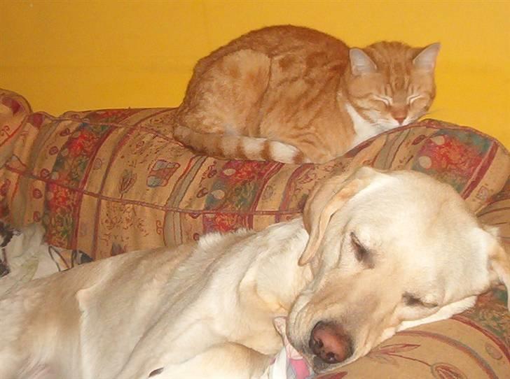 Blanding af racer Mischa - her ligger jeg og snuer med mors og fars kat... billede 10