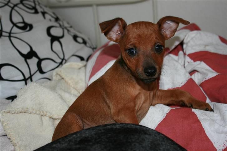 Dvaergpinscher Hjalte - Hjalte 7 uger billede 8