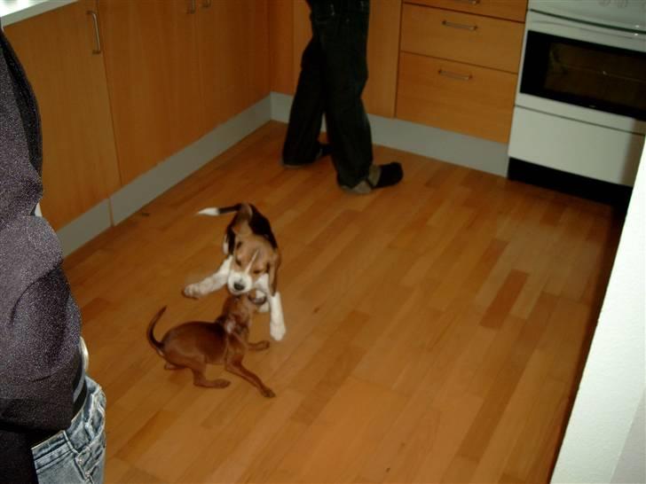Dvaergpinscher Hjalte - Hjalte leger med sin kusine nelly. Der var gang i de to små hvalpe billede 9