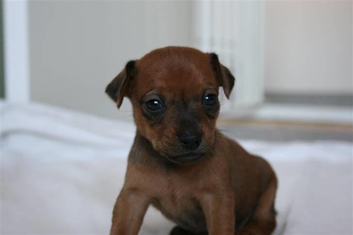 Dvaergpinscher Hjalte - Hjalte er 3 uger på dette billede, og det var udfra dette billede vi valgte vores hund. dette billede var meget bedre end de fire andre vi modtog, døm selv, man kan da ikke stå for ham billede 10