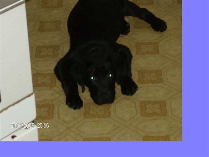 Blanding af racer basse - dejlig basse billede 1