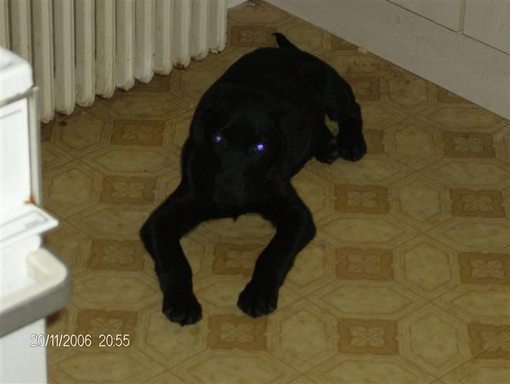 Blanding af racer basse - basse billede 2