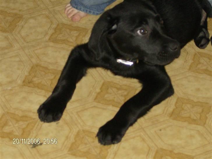 Blanding af racer basse - basse billede 3