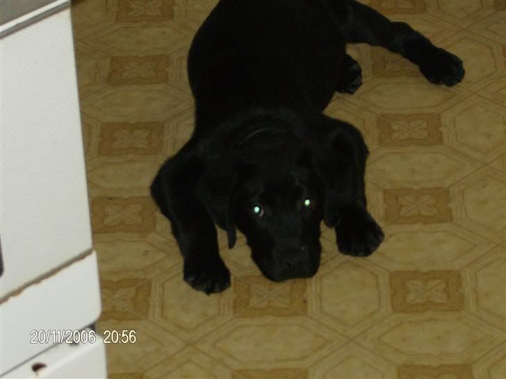 Blanding af racer basse - basse billede 4