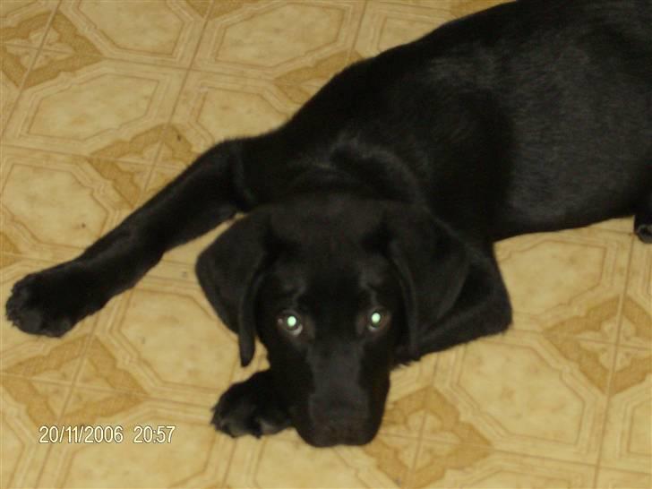 Blanding af racer basse - er han ikke dejlig billede 5