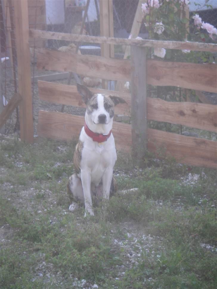 Blanding af racer amstaff/mutte Mille* - 9/7-08 billede 6