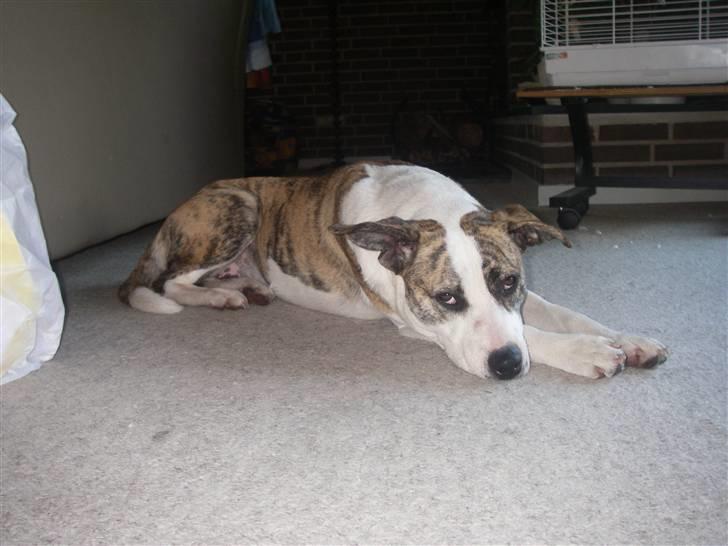 Blanding af racer amstaff/mutte Mille* - 28/6-08 billede 7