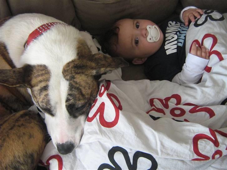 Blanding af racer amstaff/mutte Mille* - Nat nat Elias Zzz - 29/08-08 billede 8