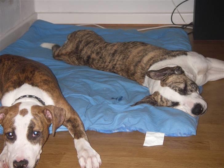 Blanding af racer amstaff/mutte Mille* - "Hygge sammen med min gode ven Tika" 10/7-08 billede 9
