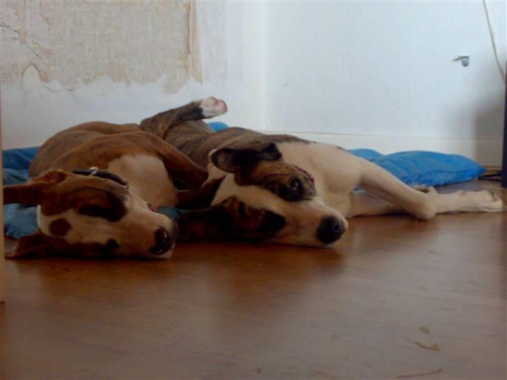 Blanding af racer amstaff/mutte Mille* - Tika og Mille 10/7-08 billede 11