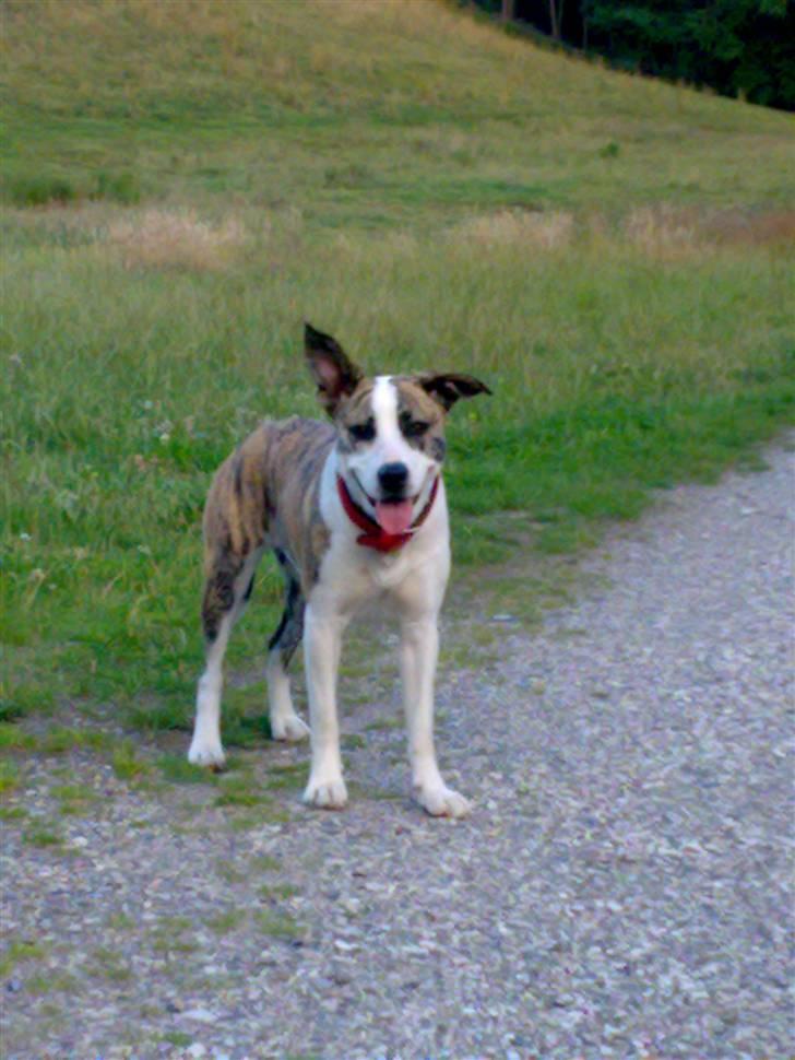 Blanding af racer amstaff/mutte Mille* - 15 mdr. billede 12