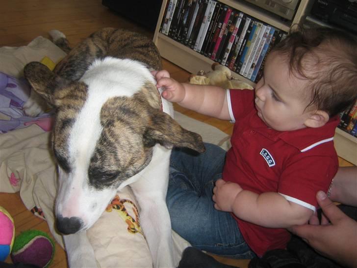 Blanding af racer amstaff/mutte Mille* - "Bare rolig mor jeg skal nok holde øje med Elias"  billede 13