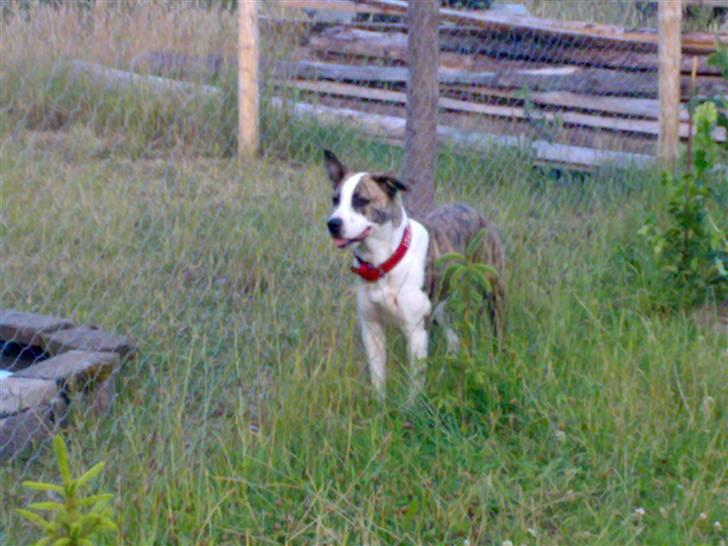 Blanding af racer amstaff/mutte Mille* - 15 mdr. billede 16