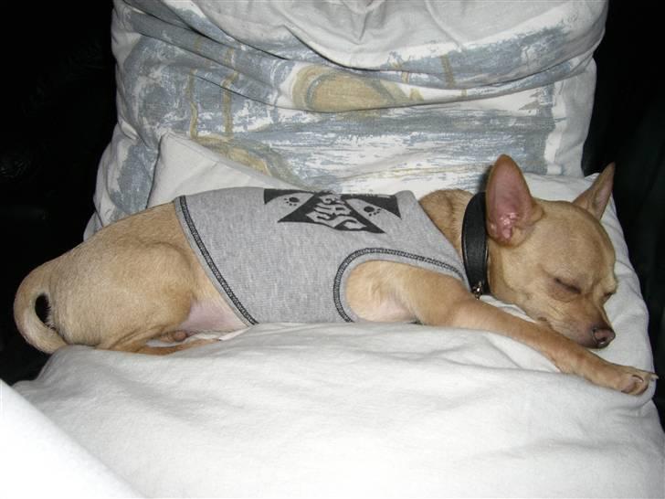 Chihuahua Mikkel Jensen - Ligger lige og breder mig på mor`s sofa billede 7