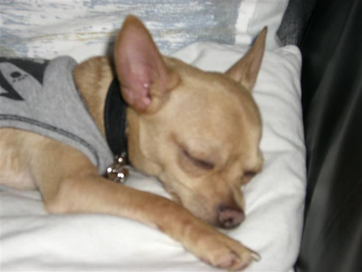 Chihuahua Mikkel Jensen - sover igen, igen..... godt nok noget af en sovetryne billede 8