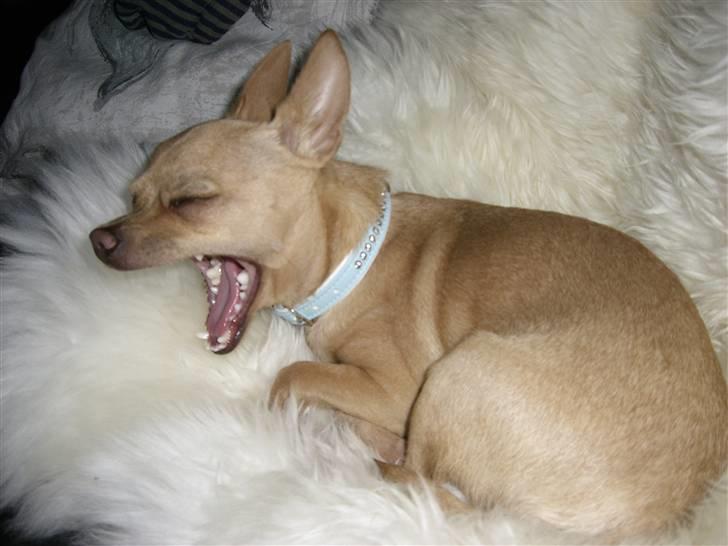 Chihuahua Mikkel Jensen - GAAAAAAAAAAAbbbbb... billede 9