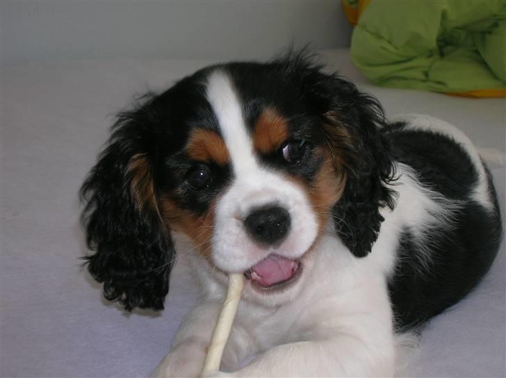 Cavalier king charles spaniel Mingus - Jeg eeelsker bare mit tyggeben! billede 4