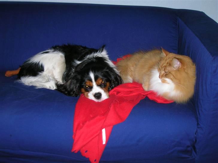 Cavalier king charles spaniel Mingus - Her er jeg med min elskede kat Bobo, han er så dejlig blød... billede 5