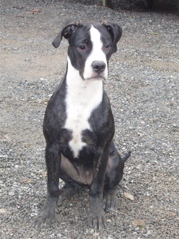 Blanding af racer Diva død billede 1