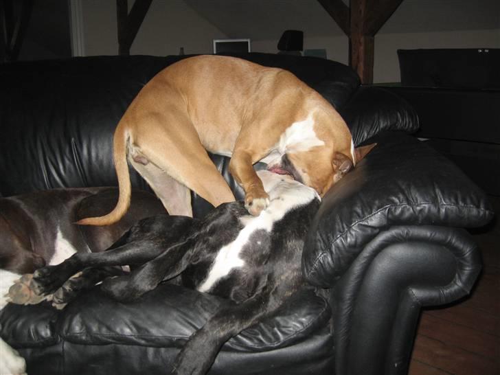 Blanding af racer Diva død billede 3