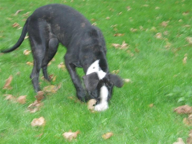 Blanding af racer Diva død billede 4