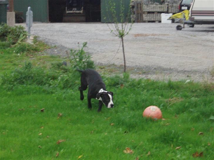 Blanding af racer Diva død billede 5