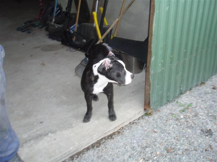 Blanding af racer Diva død billede 6