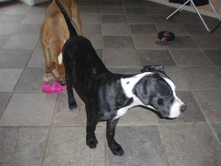 Blanding af racer Diva død billede 7