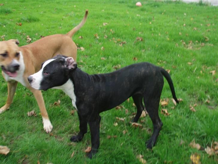 Blanding af racer Diva død billede 8