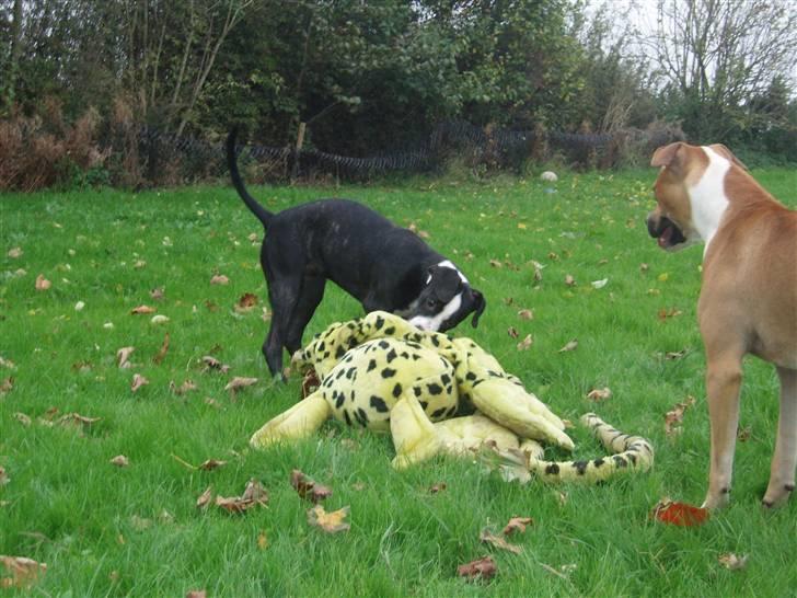 Blanding af racer Diva død billede 9