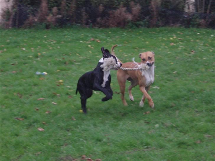 Blanding af racer Diva død billede 10