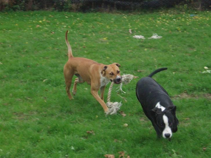 Blanding af racer Diva død billede 11