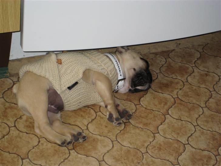 Fransk bulldog Kwark (casmiers joy) - Her er han gået kold, man blir jo hurtigt træt når man er lille! billede 3