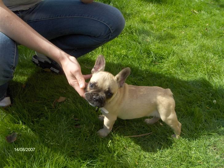 Fransk bulldog Kwark (casmiers joy) - Her er han med ude i haven, det nyder han. billede 4