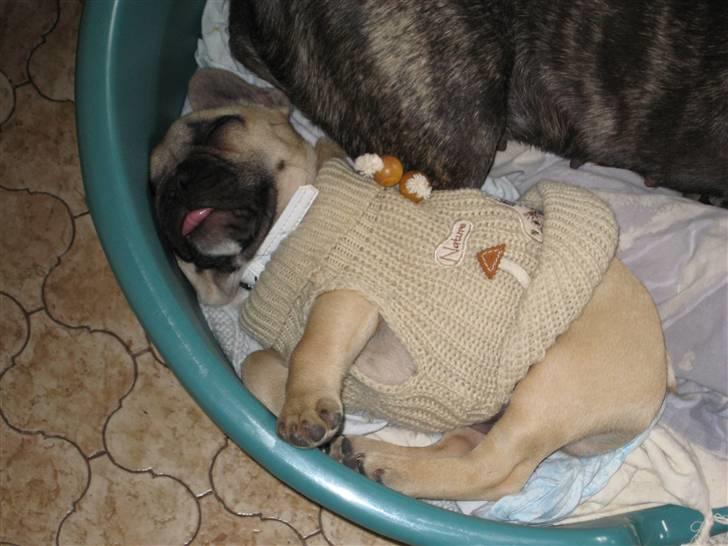 Fransk bulldog Kwark (casmiers joy) - Her er vores lille Kwark, som han hedder. Er han ikke sød!! billede 5